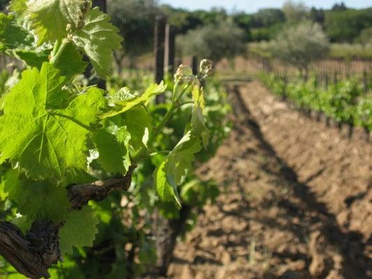 Chiarito Vineyard