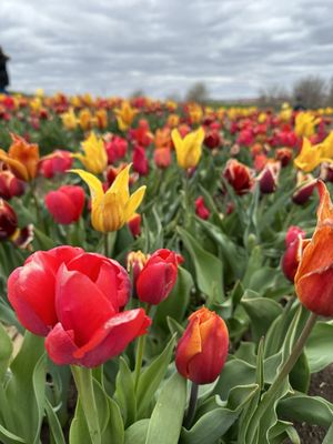 Tulips