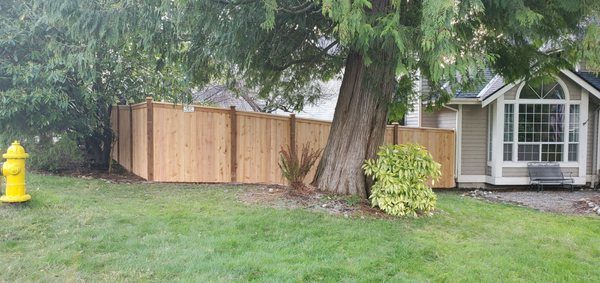 The "good neighbor" fence style. Danny had to work inside those Laurels