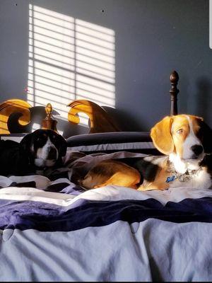 Taking a soak on a Sunday in the sunlight in their big brothers room