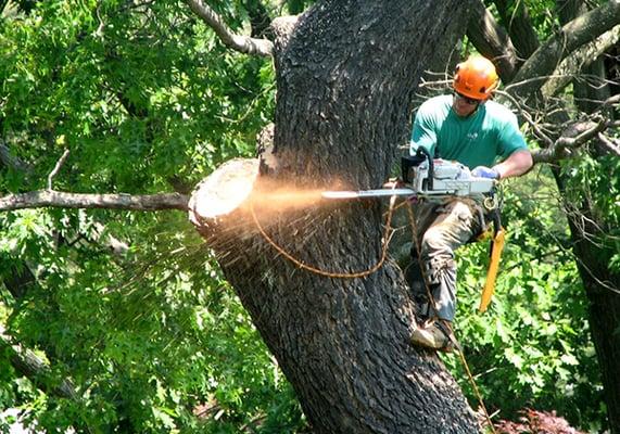 Tree Cutting