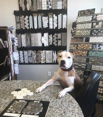 Having trouble deciding on the right flooring style? Ellie is always ready to lend a paw selecting the perfect product for your home. #Desig