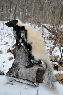 Skunk