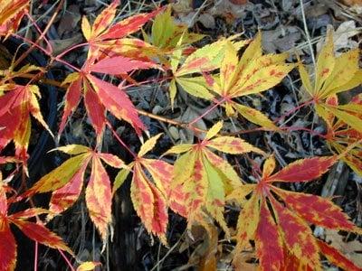 Acer p. Elegans.  Picture is leaves going into Fall color.