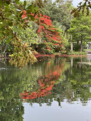 Royal Ponciana by the pond