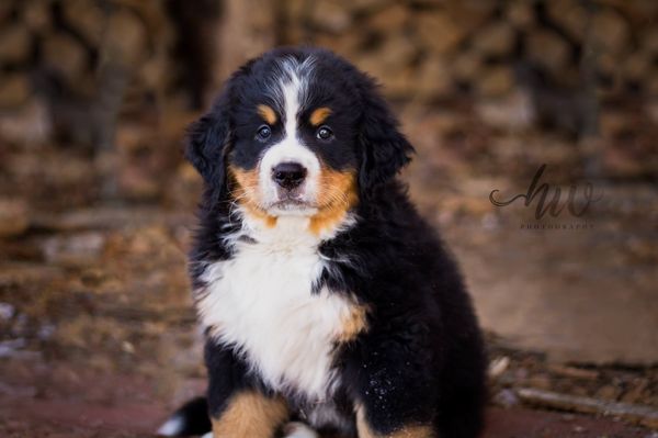 Maine Berners