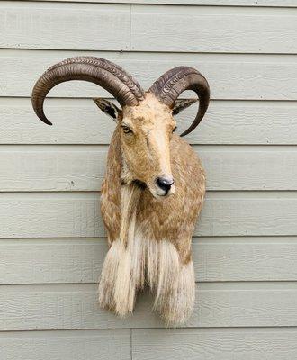 Aoudad