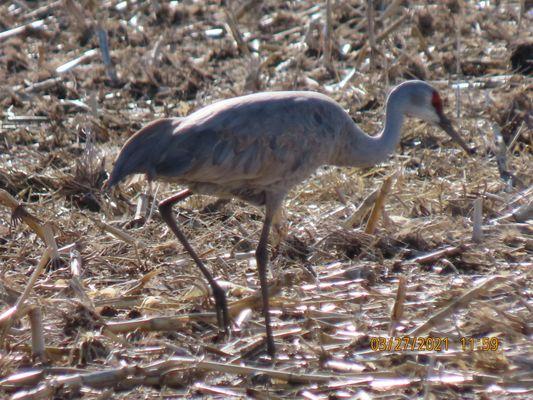 Sand hill crane in Kearney Nebraska