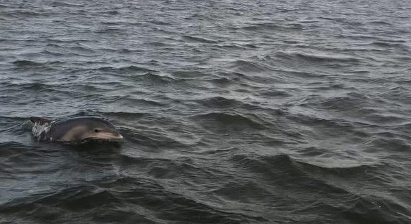 Up close on our evening sunset/dolphin cruise