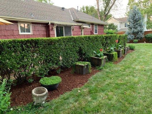 Old hedge and planters.