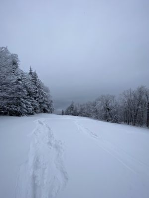 Fresh tracks