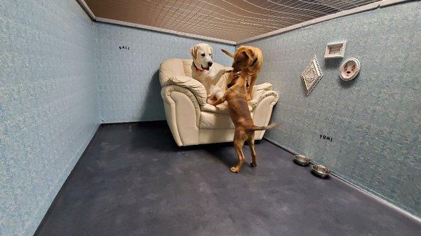 They decided to play in the kennels