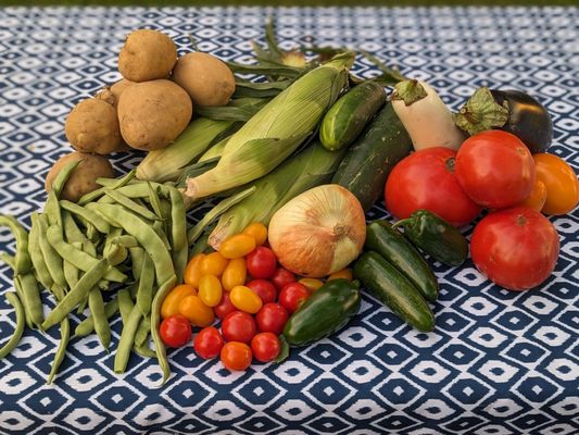 Fresh Ponds Farm CSA!