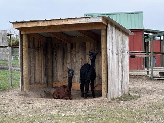 Alpacas perfectly posed