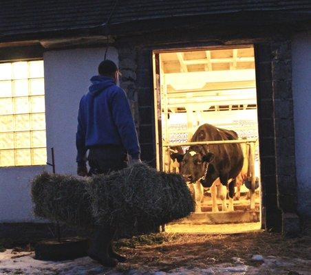 Brookby Dairy Milking Time