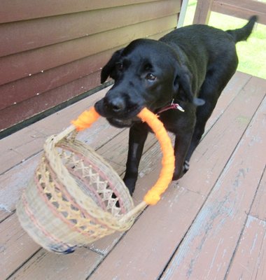 Chips the Hero Pup in training loves to carry and gets Great Vet Care