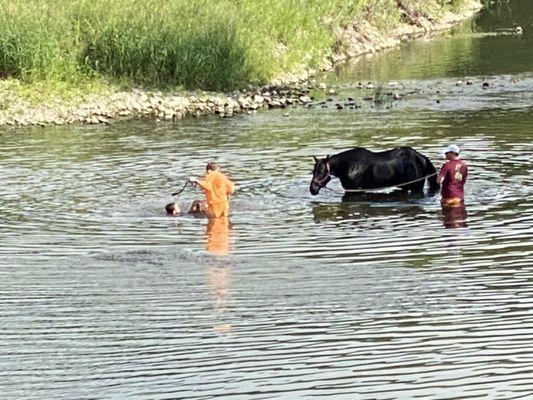 Horse camping, horse play in the Volga River.