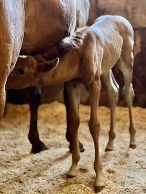 Newborn Arabian horse