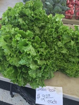 HUGE head of lettuce @Tackets Mill Tuesday Farmers Market