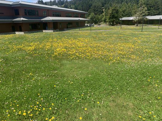 Flowers in front of science building