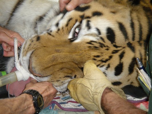 Bengal Tiger- Root Canal Treatment.