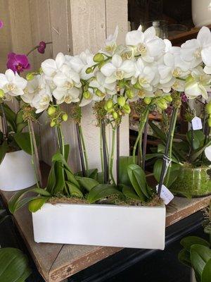 What my orchids looked like at purchase