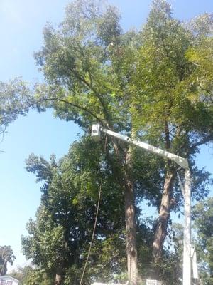 massive 120 foot pecan tree