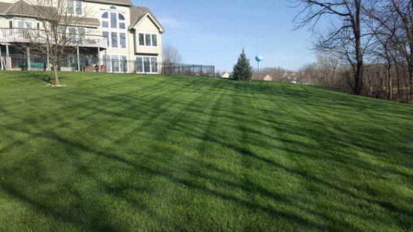 My first cut of the Season. My yard is already looking incredible. Their pride in work shows in my yard!