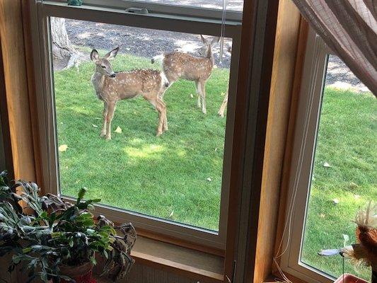 Deer out moms window