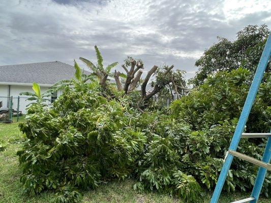 Mango tree trim