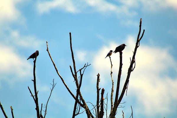 Three little birds, Pitch by my doorstep, Singin' sweet songs, Of melodies pure and true, Sayin', Don't worry 'bout a thing