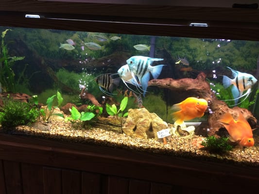 Everyone loves our fish tank :)