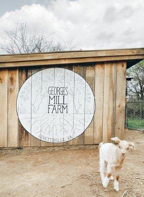 | BABY GOAT PEN |