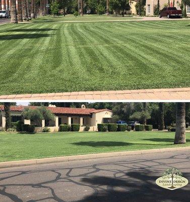 Turf After 2 Weeks of Aerating & Fertilization