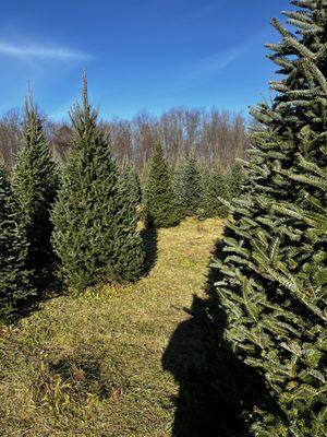 Fraser Fir