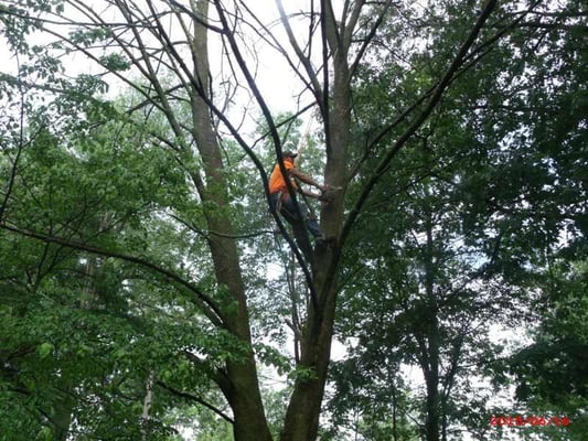 Potter Tree Service