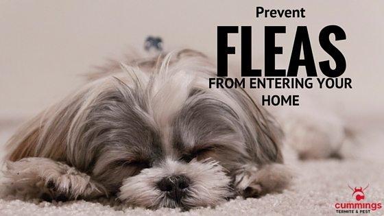 Flea Removal Scottsdale