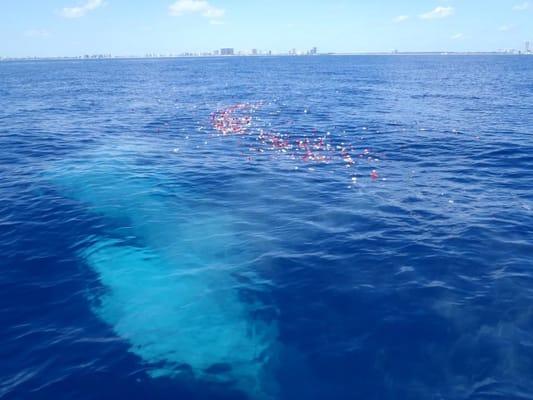 Scattering ashes at sea (Atlantic Ocean)