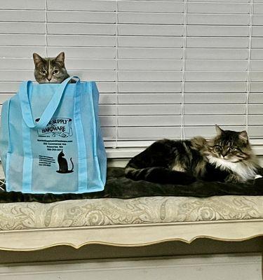 Grace and Maverick were adopted from The Cat's Meow. Thrifty Kitty sales and donations make it possible to take in these rescued cats.