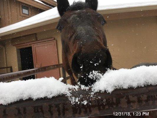 Zee enjoying a little fresh snow!