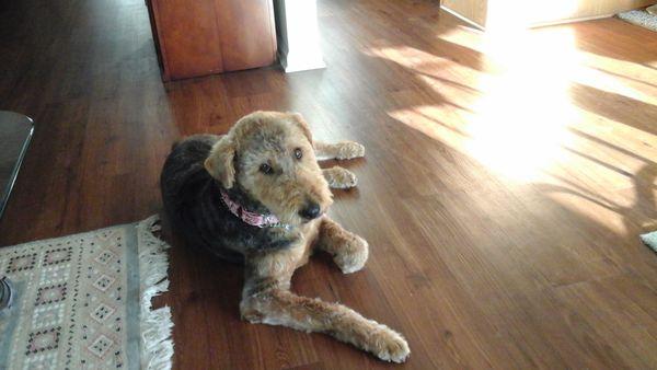 Winter, my 7 year old Airedale Terrier.