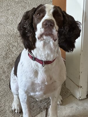 Buddy loves it at country kennels!