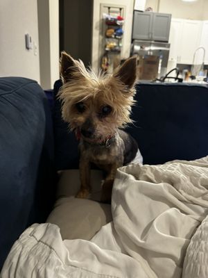 My little yorkie baby