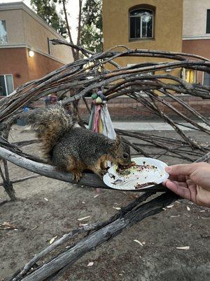 Alvin the friendly back yard chipmunk