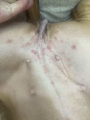 Under belly rash