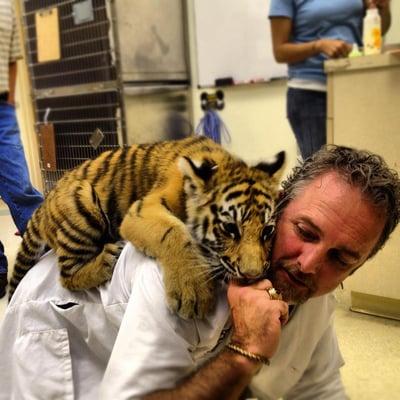 Dr. Watson and baby Maggie the tiger cub!