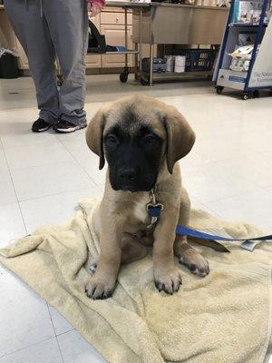 Goose at 10 weeks. I think he's going to be pretty big!