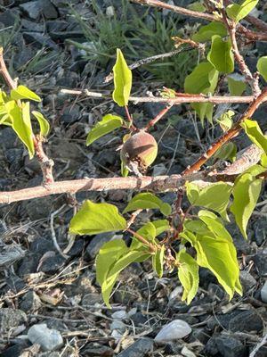 First apricot