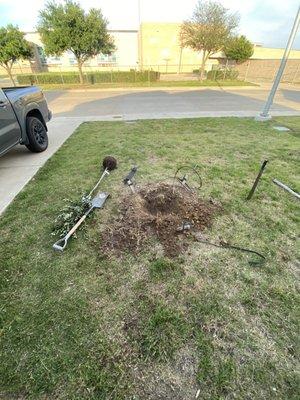 Small tree planting