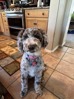 Dolly the doodle